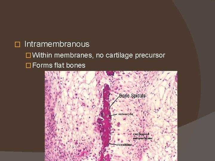 � Intramembranous � Within membranes, no cartilage precursor � Forms flat bones 