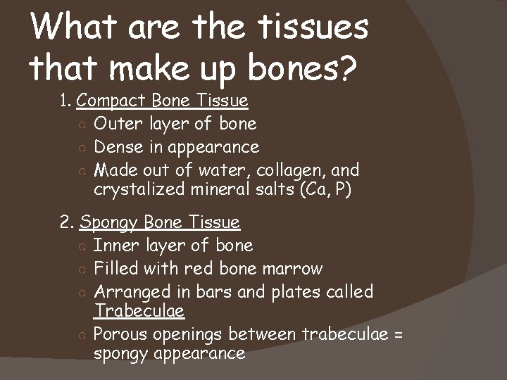 What are the tissues that make up bones? 1. Compact Bone Tissue ○ Outer
