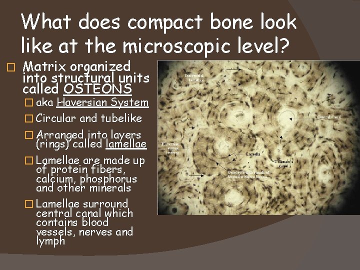 What does compact bone look like at the microscopic level? � Matrix organized into