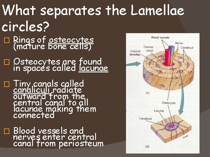 What separates the Lamellae circles? � Rings of osteocytes (mature bone cells) � Osteocytes