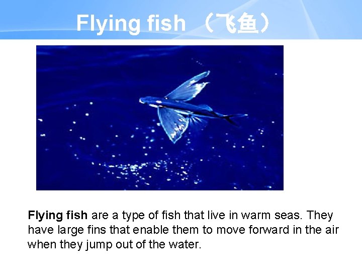 Flying fish （飞鱼） Flying fish are a type of fish that live in warm