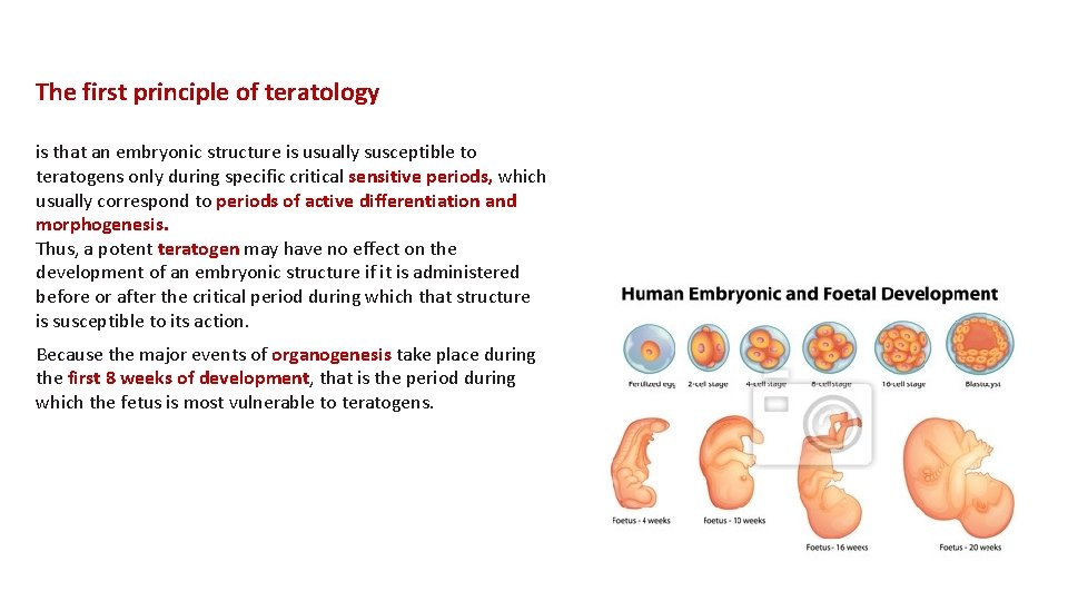 The first principle of teratology is that an embryonic structure is usually susceptible to