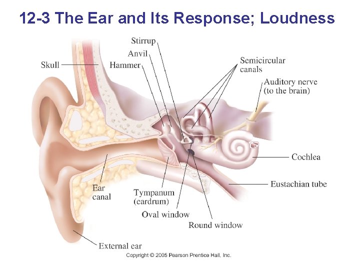12 -3 The Ear and Its Response; Loudness 