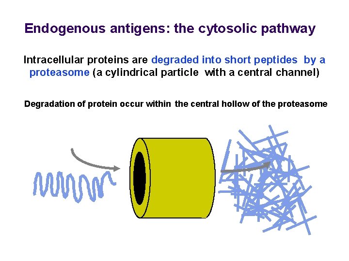 Endogenous antigens: the cytosolic pathway Intracellular proteins are degraded into short peptides by a