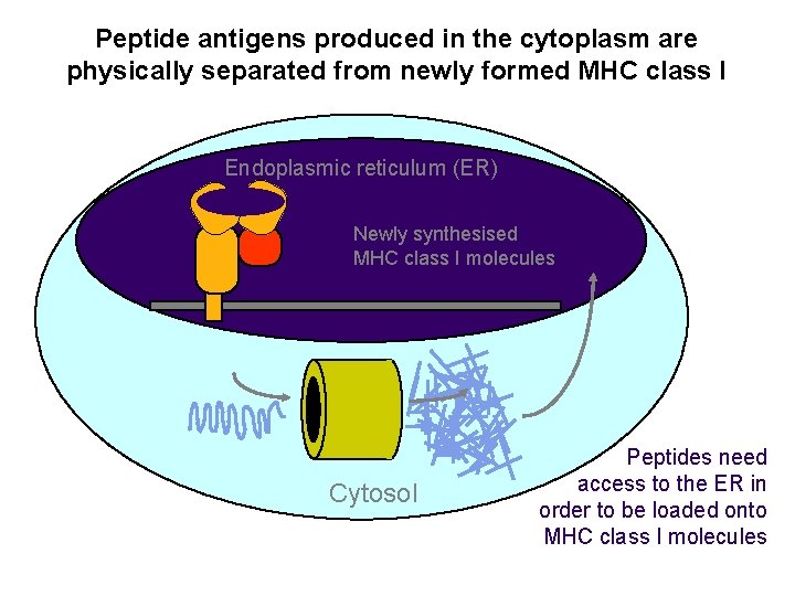 Peptide antigens produced in the cytoplasm are physically separated from newly formed MHC class