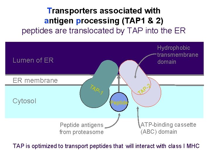 Transporters associated with antigen processing (TAP 1 & 2) peptides are translocated by TAP Transporters associated with antigen processing (TAP 1 & 2) peptides are translocated by TAP