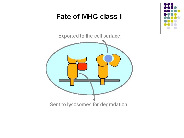 Fate of MHC class I Exported to the cell surface Sent to lysosomes for