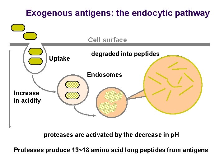 Exogenous antigens: the endocytic pathway Cell surface Uptake degraded into peptides Endosomes Increase in