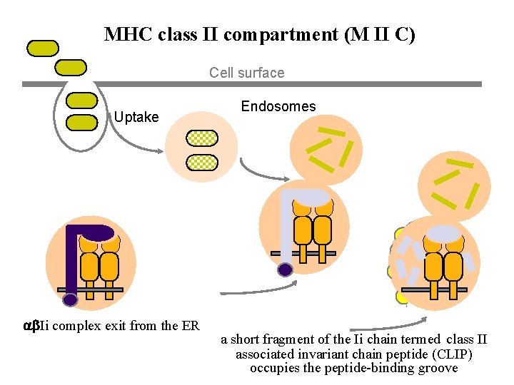 MHC class II compartment (M II C) Cell surface Uptake Ii complex exit from MHC class II compartment (M II C) Cell surface Uptake Ii complex exit from