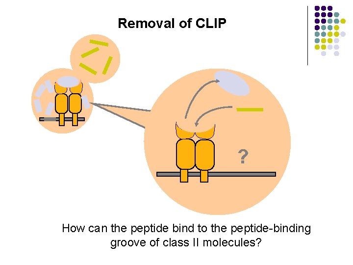 Removal of CLIP ? How can the peptide bind to the peptide-binding groove of