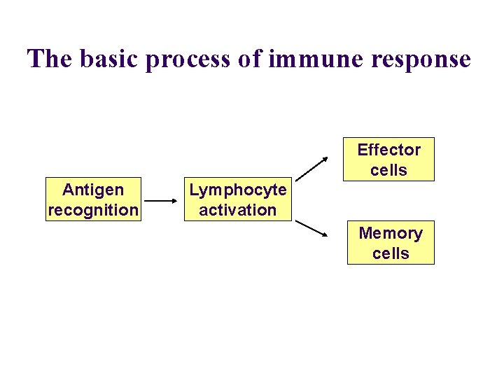 The basic process of immune response Effector cells Antigen recognition Lymphocyte activation Memory cells The basic process of immune response Effector cells Antigen recognition Lymphocyte activation Memory cells