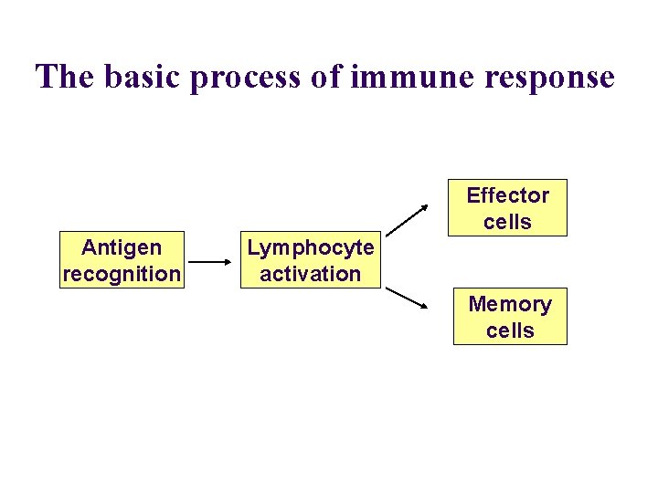 The basic process of immune response Effector cells Antigen recognition Lymphocyte activation Memory cells