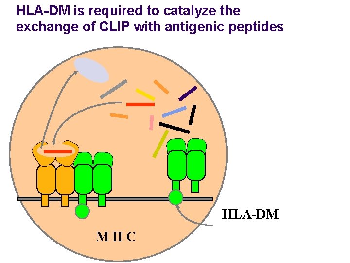 HLA-DM is required to catalyze the exchange of CLIP with antigenic peptides HLA-DM M HLA-DM is required to catalyze the exchange of CLIP with antigenic peptides HLA-DM M