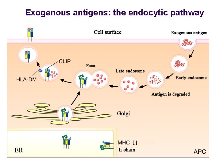 Exogenous antigens: the endocytic pathway Exogenous antigens: the endocytic pathway