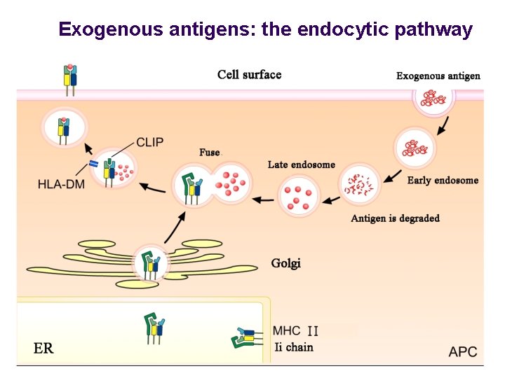 Exogenous antigens: the endocytic pathway 