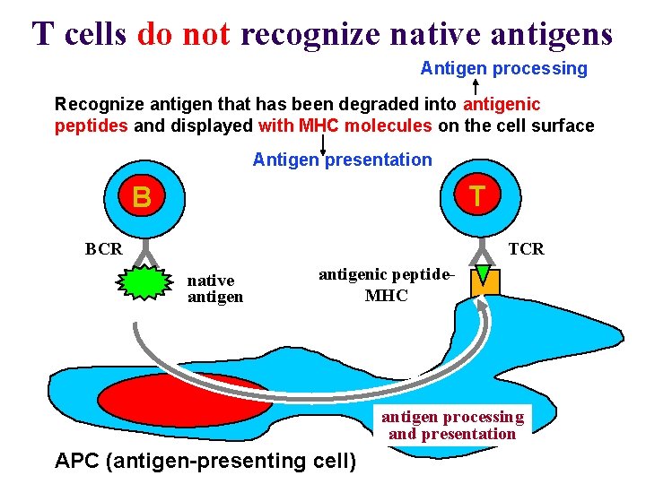 T cells do not recognize native antigens Antigen processing Recognize antigen that has been