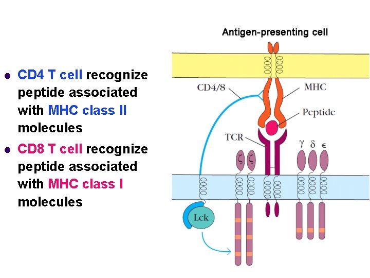 l CD 4 T cell recognize peptide associated with MHC class II molecules l