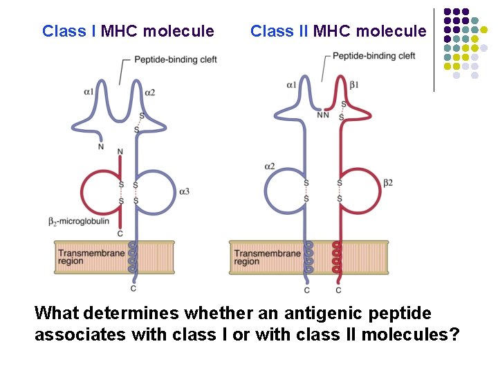 Class I MHC molecule Class II MHC molecule What determines whether an antigenic peptide