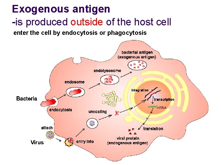 Exogenous antigen -is produced outside of the host cell enter the cell by endocytosis Exogenous antigen -is produced outside of the host cell enter the cell by endocytosis