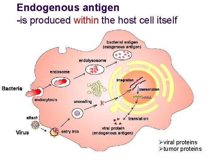Endogenous antigen -is produced within the host cell itself Øviral proteins Øtumor proteins Endogenous antigen -is produced within the host cell itself Øviral proteins Øtumor proteins