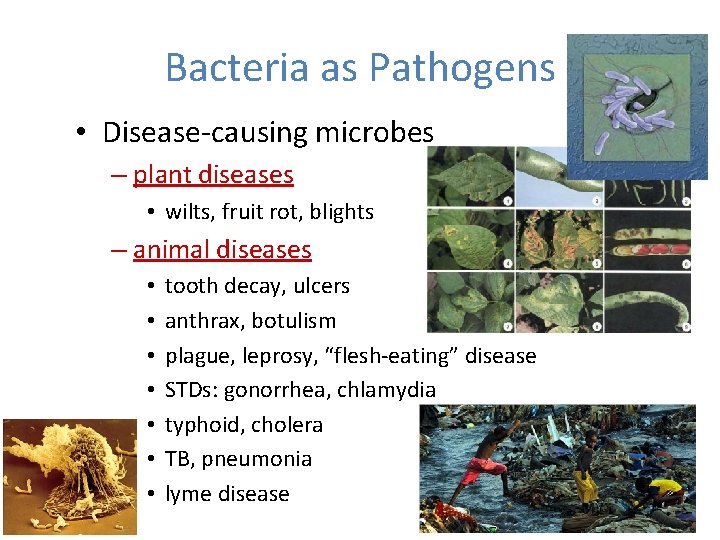 Bacteria as Pathogens • Disease-causing microbes – plant diseases • wilts, fruit rot, blights