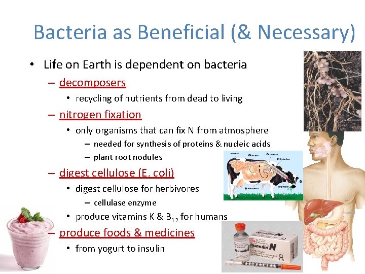 Bacteria as Beneficial (& Necessary) • Life on Earth is dependent on bacteria –