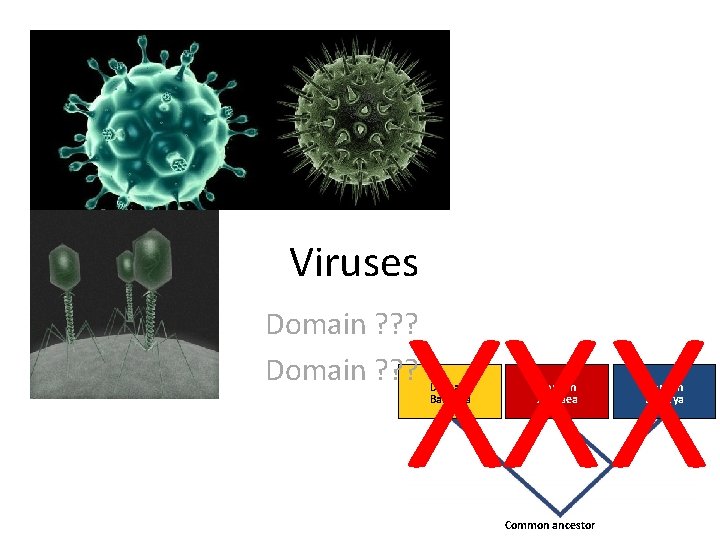 Viruses XXX Domain ? ? ? Domain Bacteria Domain Archaea Common ancestor Domain Eukarya