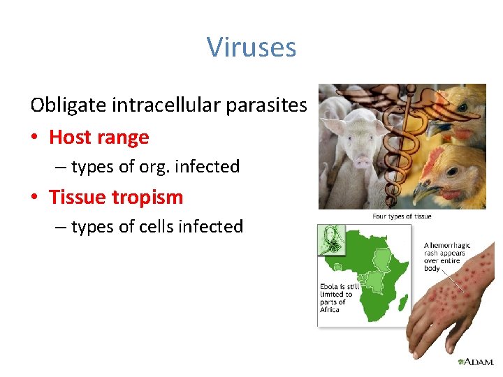 Viruses Obligate intracellular parasites • Host range – types of org. infected • Tissue