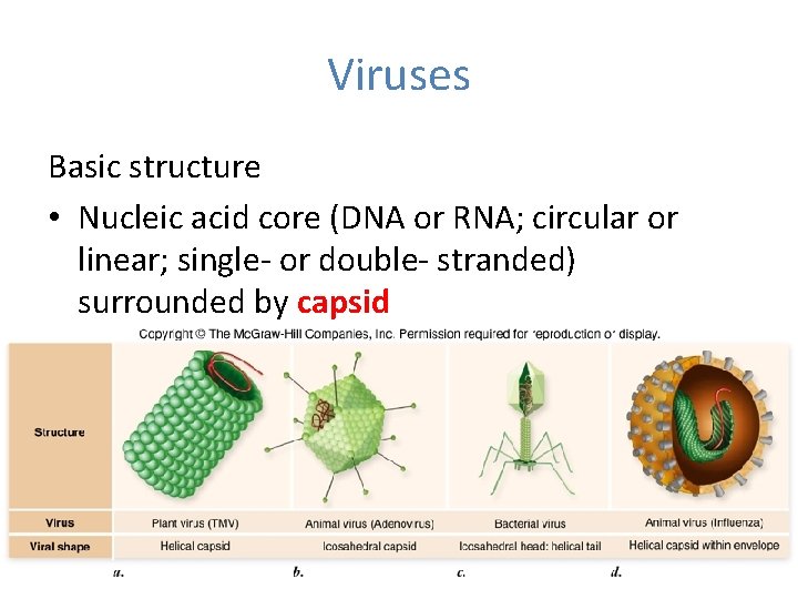 Viruses Basic structure • Nucleic acid core (DNA or RNA; circular or linear; single-