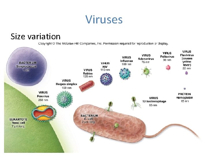 Viruses Size variation 