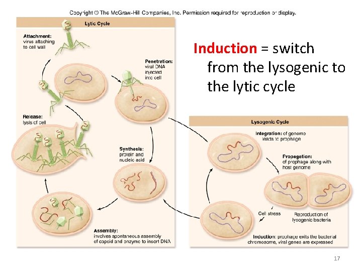 Induction = switch from the lysogenic to the lytic cycle 17 