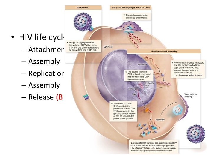 Viruses • HIV life cycle – Attachment – Assembly – Replication – Assembly –
