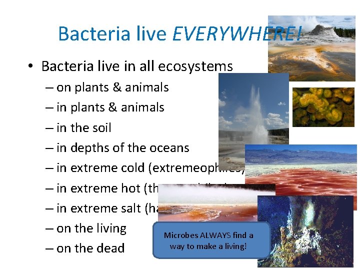 Bacteria live EVERYWHERE! • Bacteria live in all ecosystems – on plants & animals