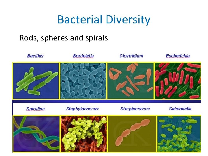 Bacterial Diversity Rods, spheres and spirals 