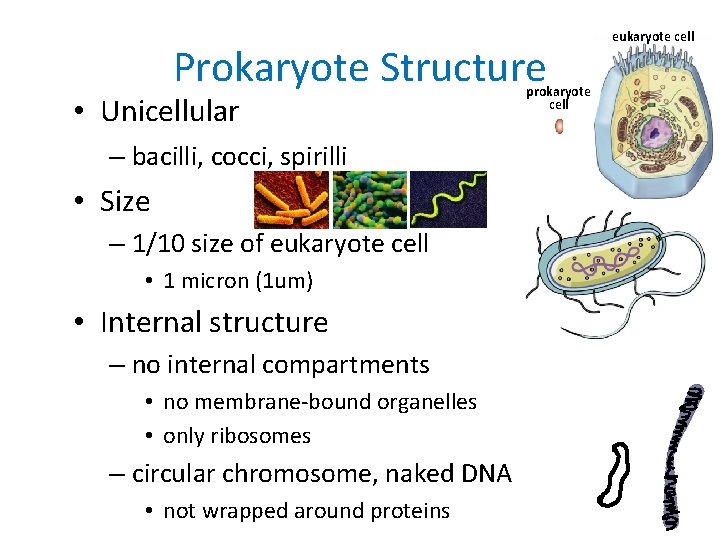 Prokaryote Structure • Unicellular – bacilli, cocci, spirilli • Size – 1/10 size of