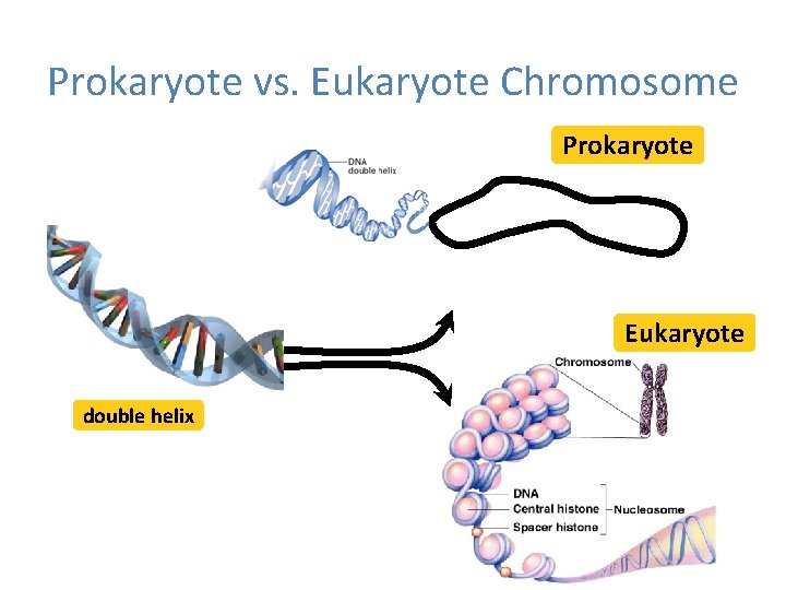 Prokaryote vs. Eukaryote Chromosome Prokaryote Eukaryote double helix 