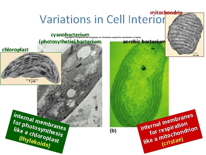 mitochondria Variations in Cell Interior cyanobacterium (photosythetic) bacterium aerobic bacterium chloroplast inter na for