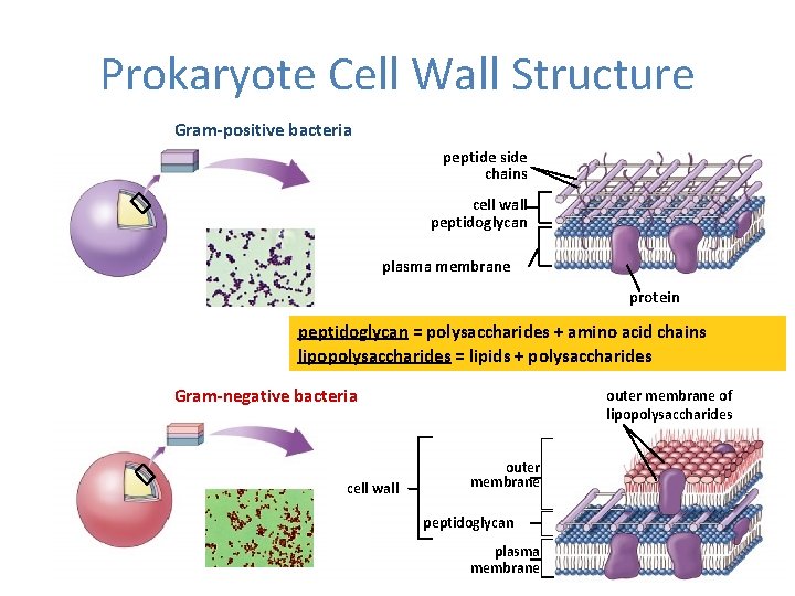 Prokaryote Cell Wall Structure Gram-positive bacteria peptide side chains cell wall peptidoglycan plasma membrane