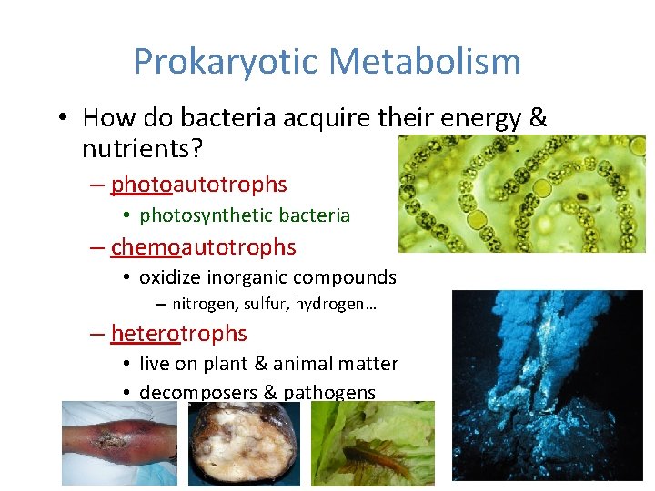 Prokaryotic Metabolism • How do bacteria acquire their energy & nutrients? – photoautotrophs •