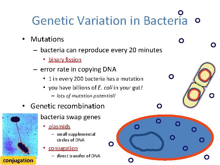 Genetic Variation in Bacteria • Mutations – bacteria can reproduce every 20 minutes •