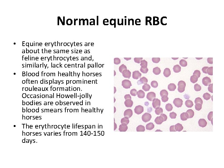 Normal equine RBC • Equine erythrocytes are about the same size as feline erythrocytes