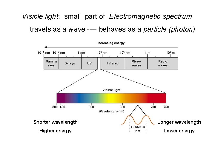 Visible light: small part of Electromagnetic spectrum travels as a wave ---- behaves as
