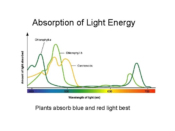 Absorption of Light Energy Plants absorb blue and red light best 