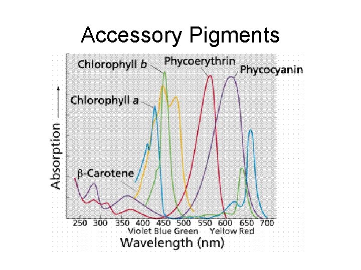 Accessory Pigments 