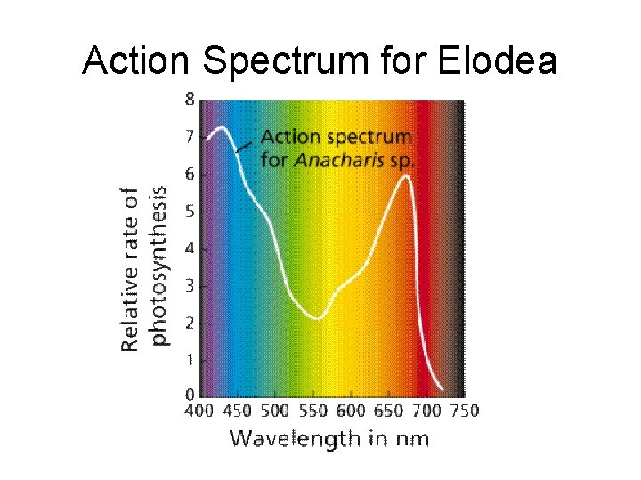 Action Spectrum for Elodea 