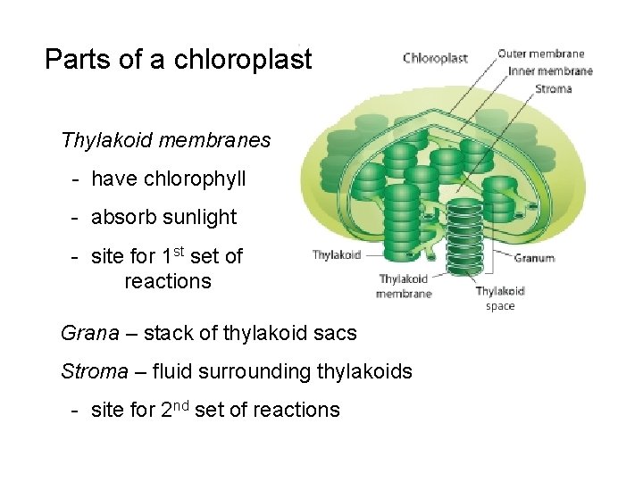 Parts of a chloroplast Thylakoid membranes - have chlorophyll - absorb sunlight - site