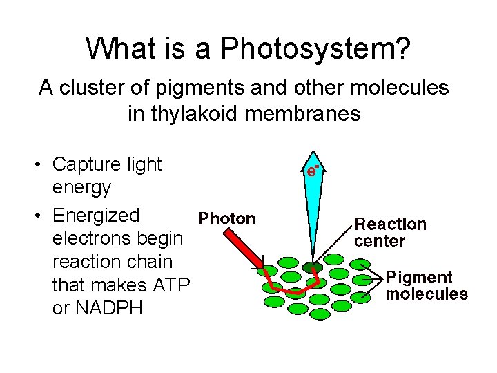 What is a Photosystem? A cluster of pigments and other molecules in thylakoid membranes