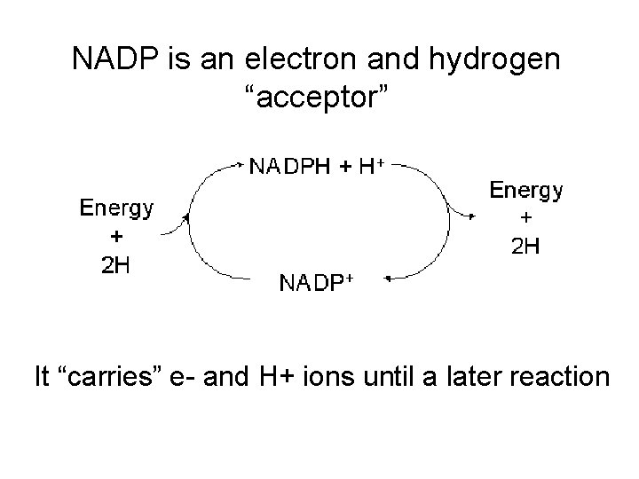 NADP is an electron and hydrogen “acceptor” It “carries” e- and H+ ions until