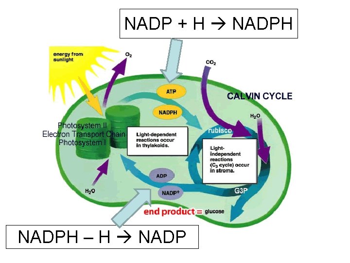 NADP + H NADPH – H NADP 