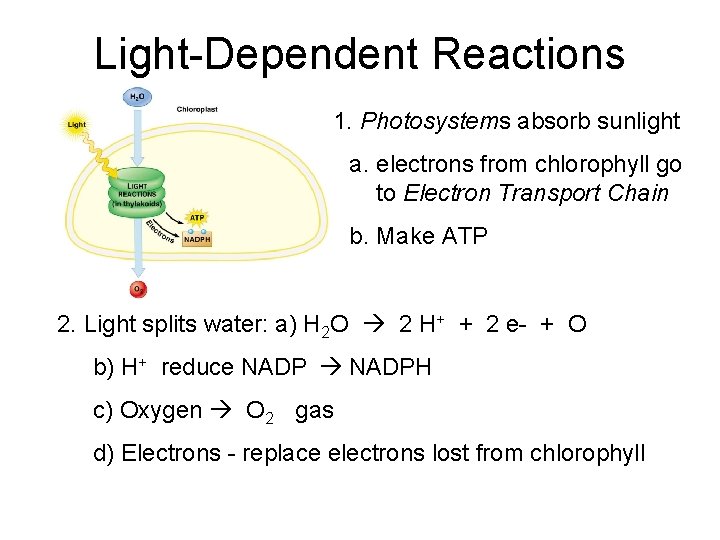 Light-Dependent Reactions 1. Photosystems absorb sunlight a. electrons from chlorophyll go to Electron Transport